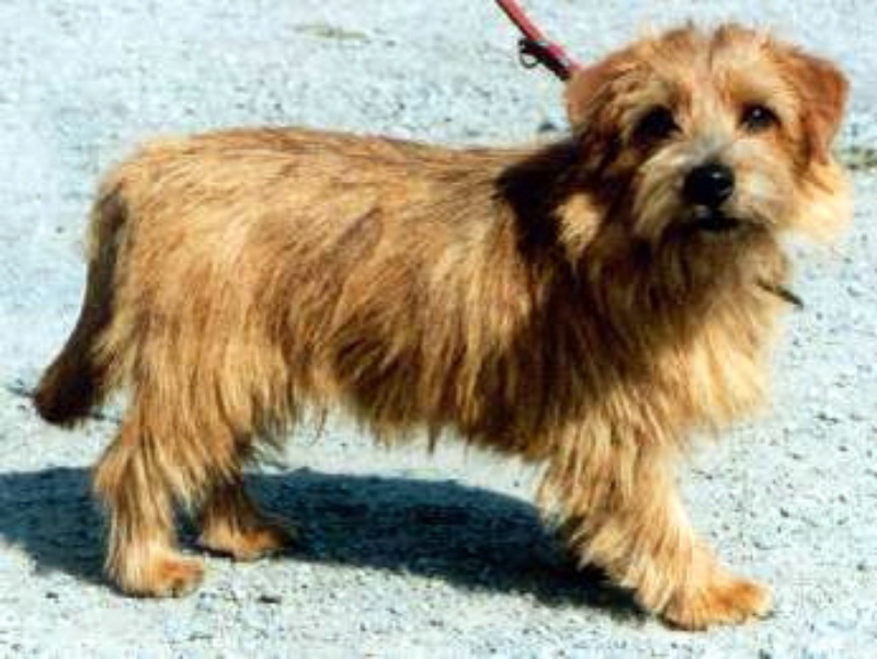  p data-id="gnyv41p7fc">诺福克梗是一种小型犬,是拥有丰富猎物的