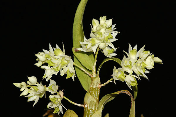  p>草石斛(学名: i>dendrobium compactum /i>  rolfe ex w.