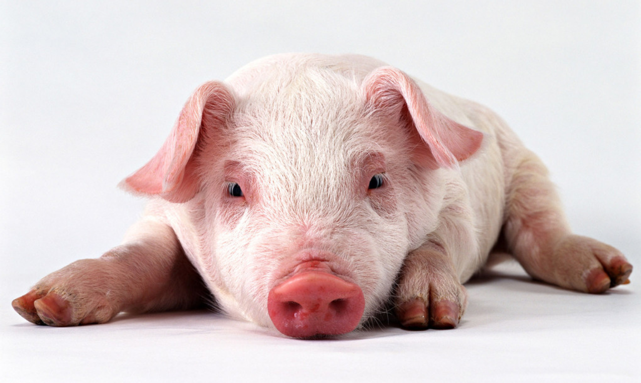  p>斯格猪原产于 a target="_blank" href="