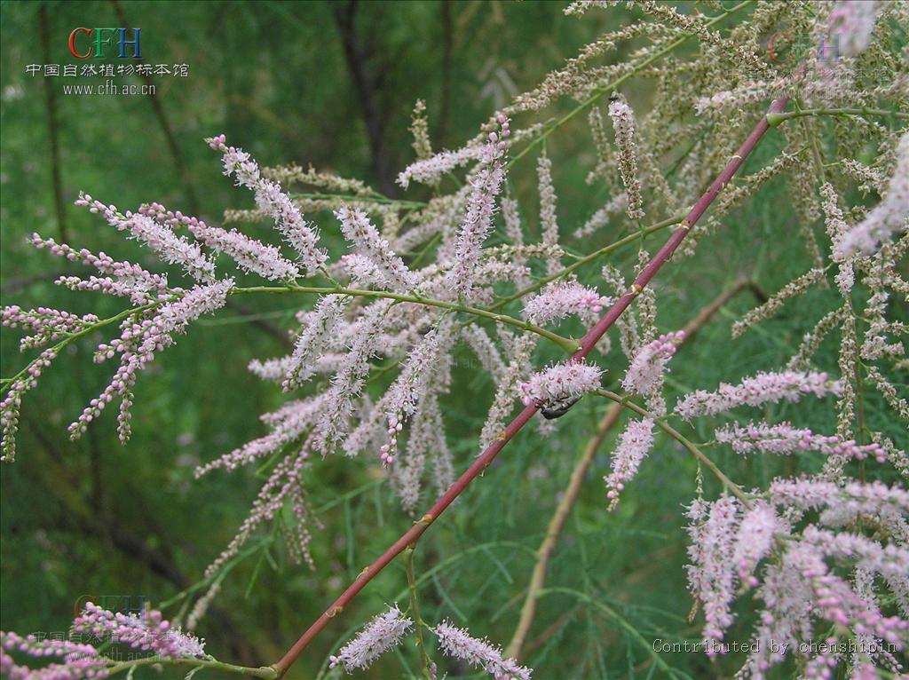  p>柽柳属( i>tamarix /i> linn.