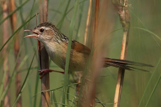  p>大草莺(学名: i>graminicola bengalensis /i>
