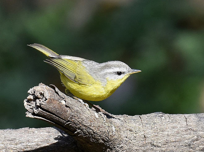 phylloscopus xanthoschistos