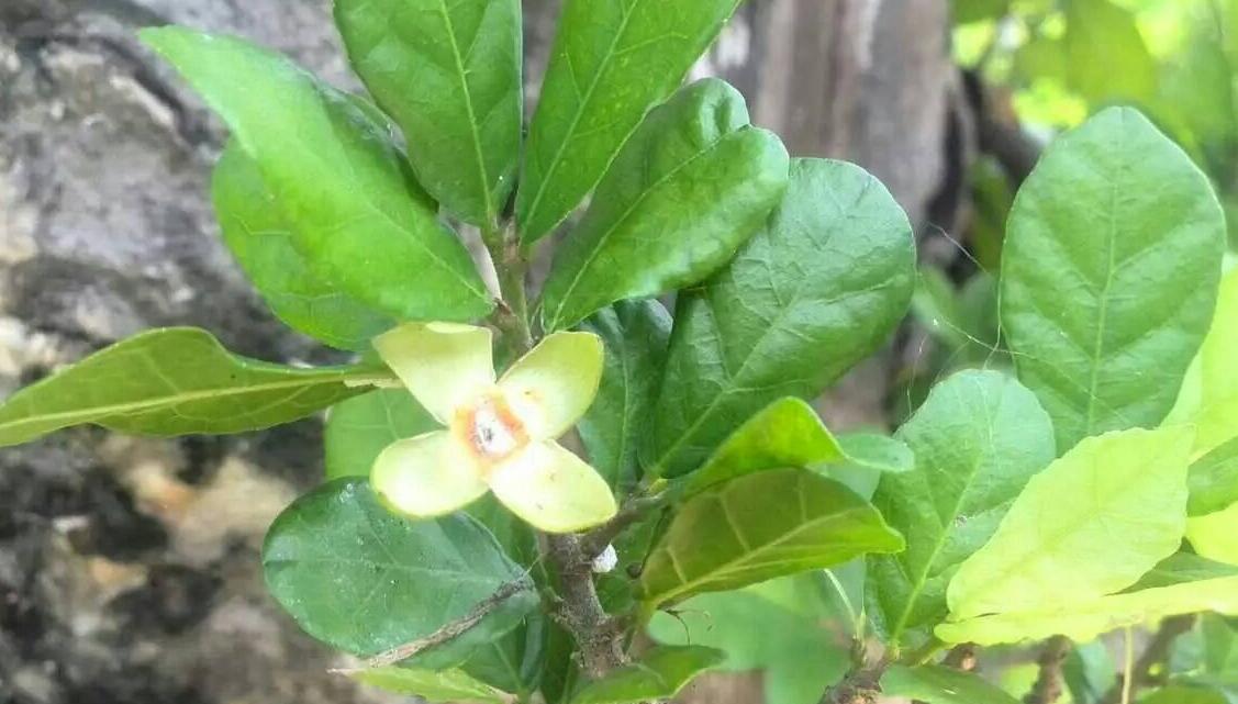  p>鹊肾树属(学名:streblus lour.