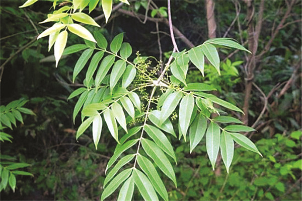 重庆红池坝国家森林公园