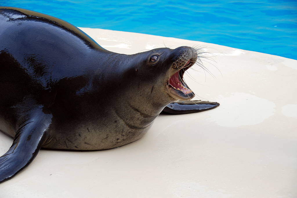  p>夏威夷僧海豹(学名:monachus schauinslandi)在 a href="#" data