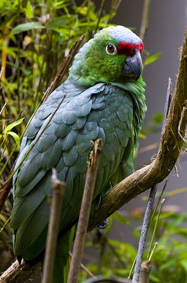  p>红额亚马逊鹦鹉(学名:amazona autumnalis )共有4个亚种,是典型的 