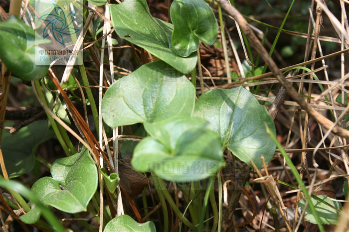 p> b>突隔梅花草 /b>(学名: i> b>parnassia delavayi /b> /i>)为