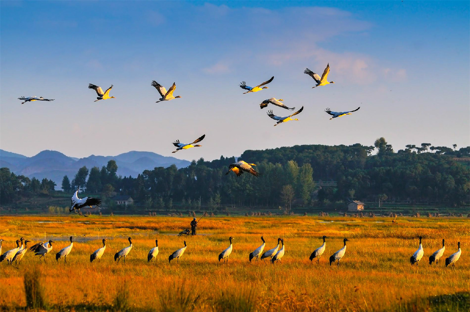  p>贵州草海国家级自然保护区位于云贵高原中部顶端的 a target="