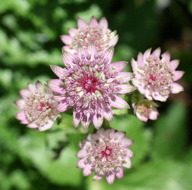 ="_blank" href="/item/伞形科">伞形科 /a>星芹属的一种多年生草本