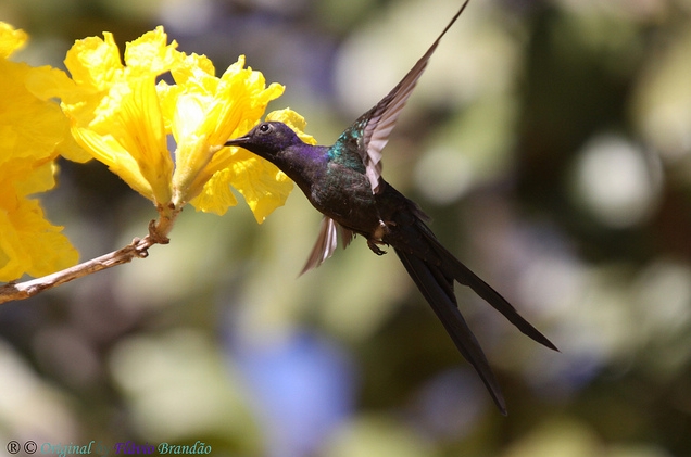 swallow-tailed hummingbird
