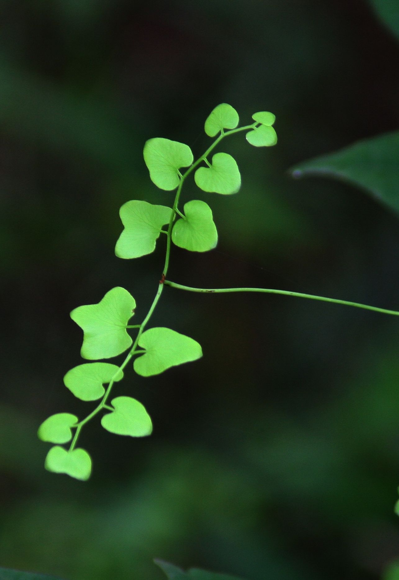  p>小叶梣(学名: i>fraxinus bungeana /i> dc.