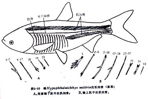 鳍（鱼类体上的外部器官）_百度百科