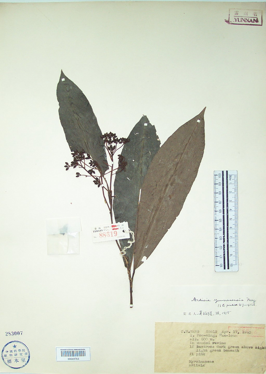  p>紫金牛,学名:ardisia japonica (thunb)blume,别名小青,矮茶,短脚