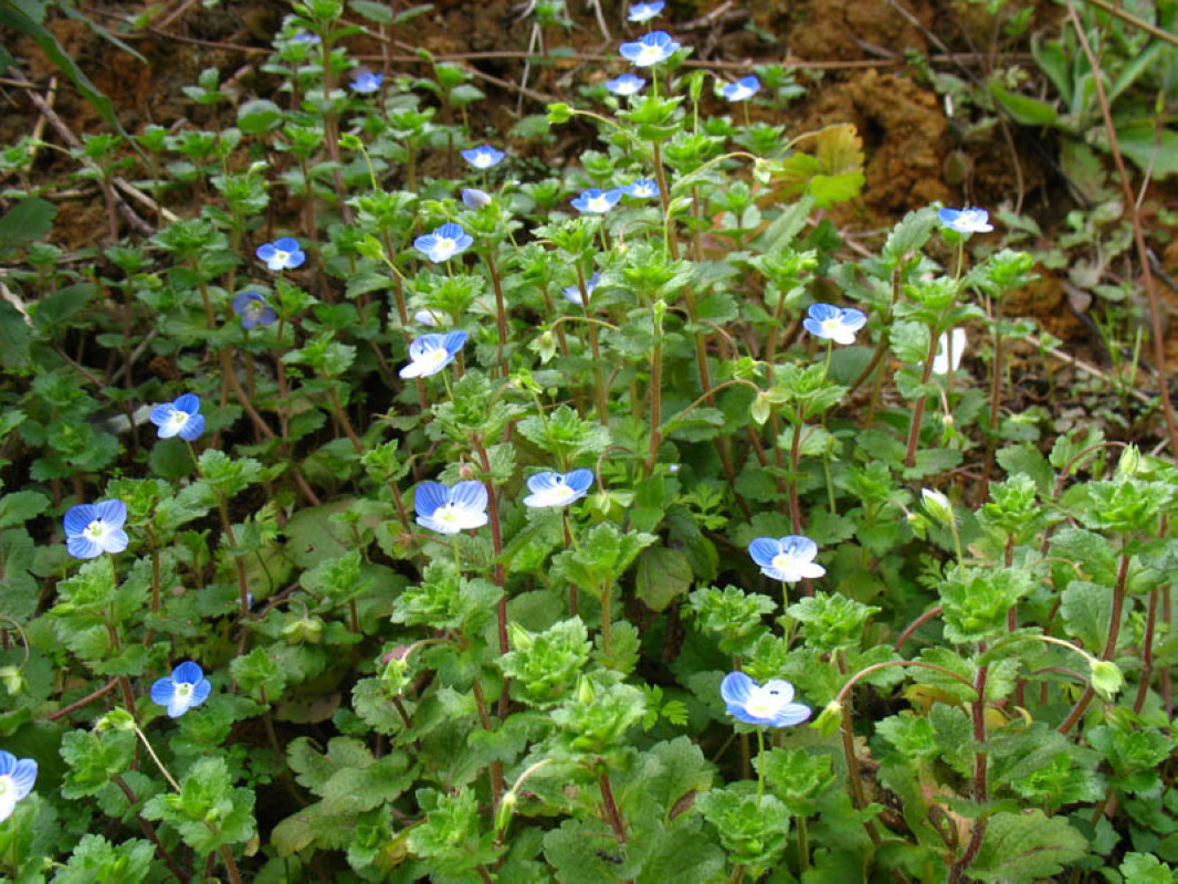 t. pan)多年生草本,高1-1.5厘米,丛生.