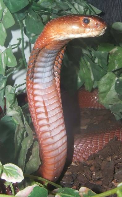  p> a href="#" data-lemmaid="3333243">黑颈射毒眼镜蛇 /a>分布地为