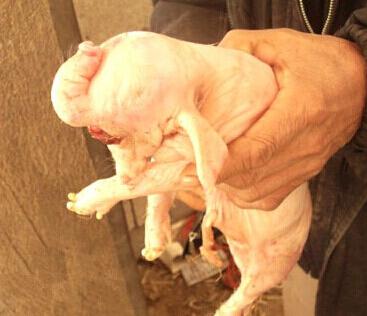 牛生麒麟猪生象