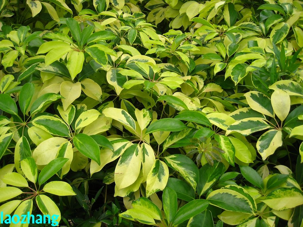 >大叶鹅掌柴( i>heptapleurum macrophyllum /i> dunn)为鹅掌柴属乔木