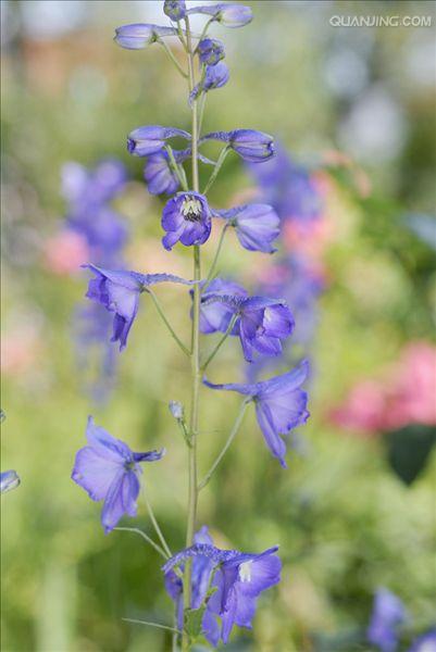 花茎