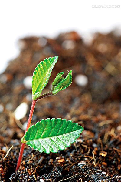  p>植物(plants)是生命的主要形态之一,包含了如 a target="_blank"