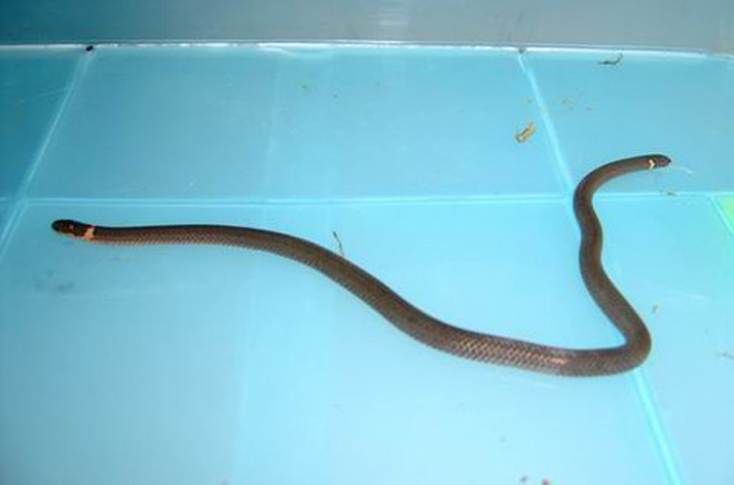  p>云南两头蛇( a href="#" data-lemmaid="8074290">学名 /a>