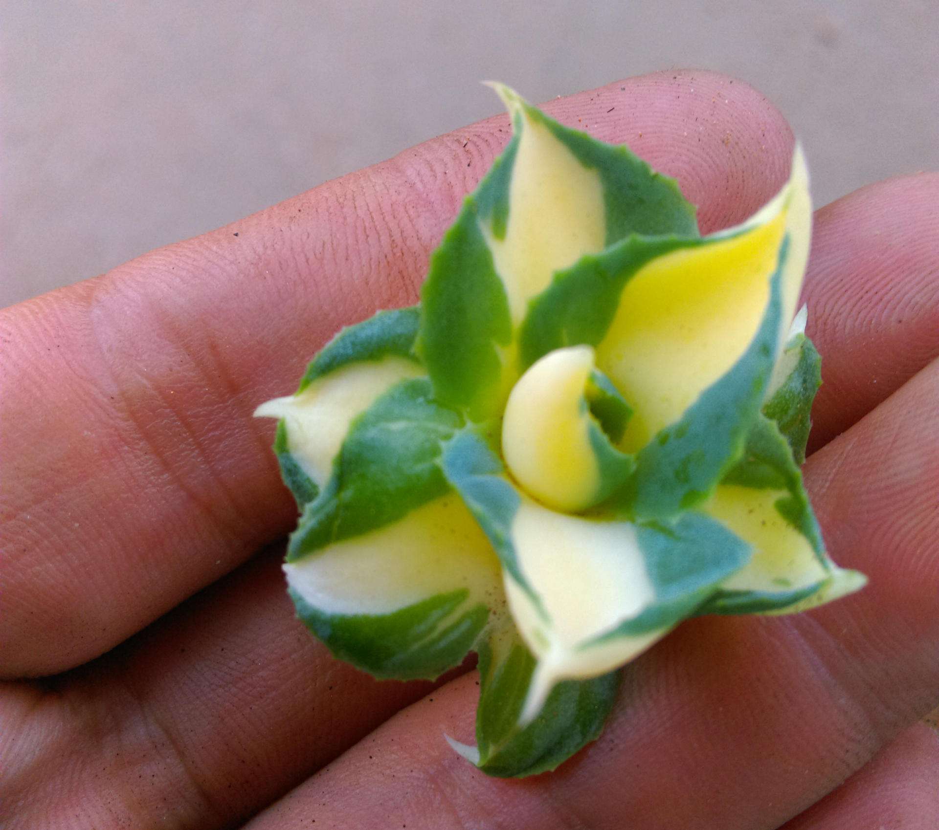 中斑莲花掌