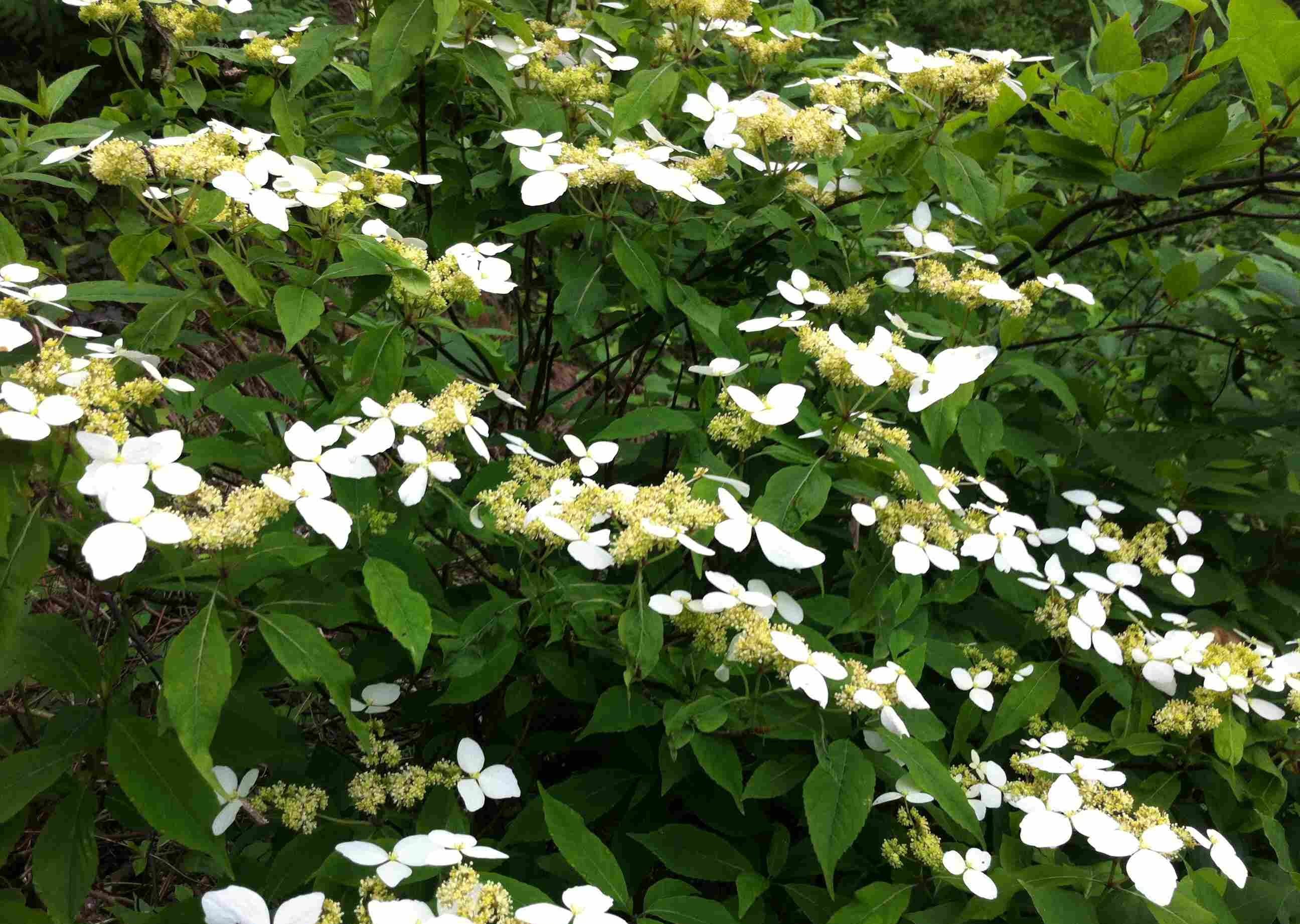 梓树(梓树有什么价值和用途) - 123植物网