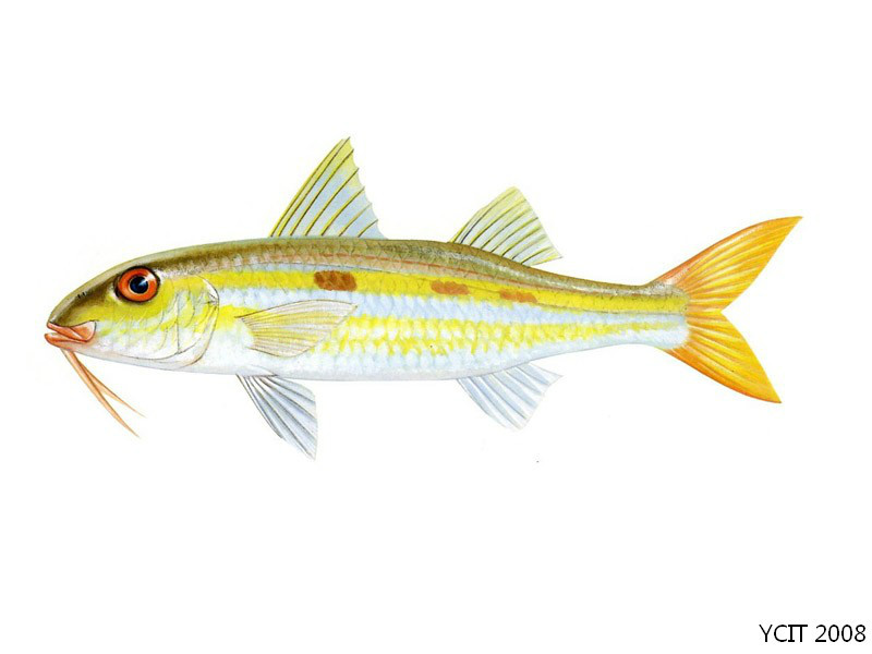  p>黄线拟羊鱼, i>mulloidichthys flavolineatus  /i>(lacépède