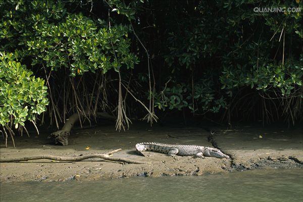 湾鳄为23种鳄鱼品种中最大型的,亦是世界上最大的爬行动物.