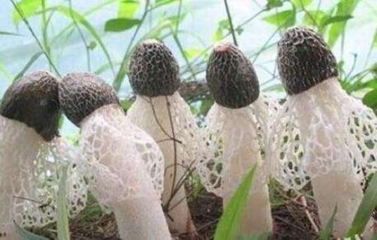将乐竹荪_百度百科