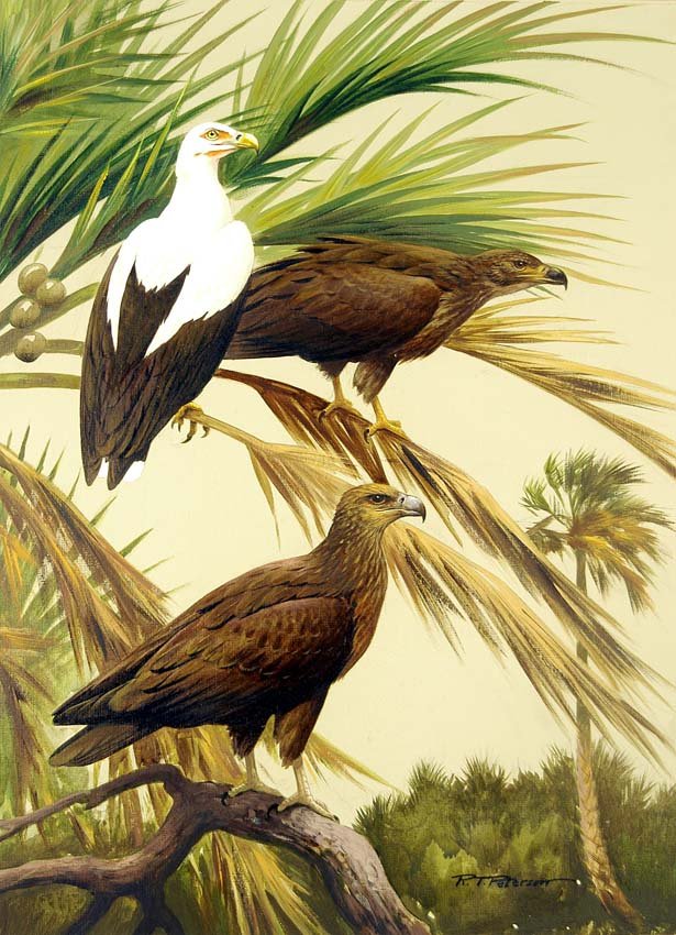 所罗门群岛海雕