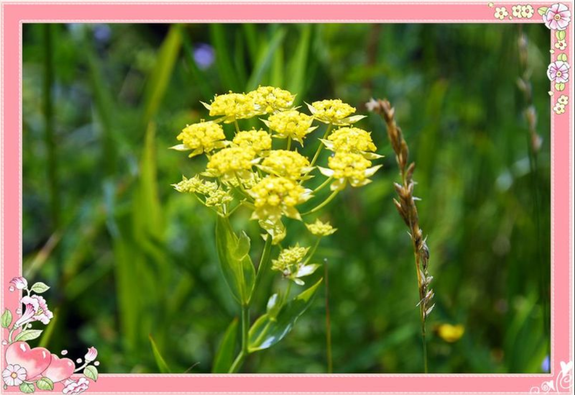 为《中国药典》收录的草药,药用部位为伞形科植物柴胡或狭叶柴胡的