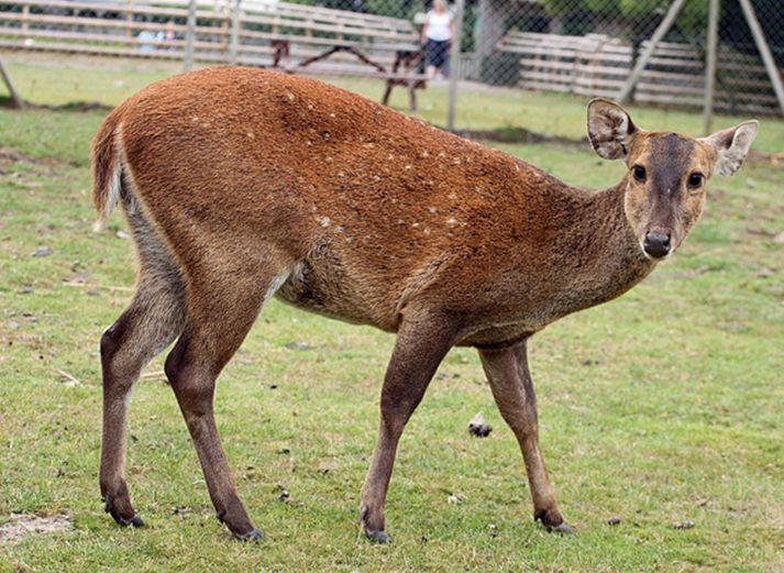  p>梅花鹿(学名: i>cervus nippon /i>)是一种中小型鹿,体长125至145