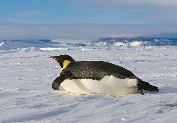  p data-id="gnsqdxvtmd">帝企鹅(学名: i>aptenodytes forsteri /i>)