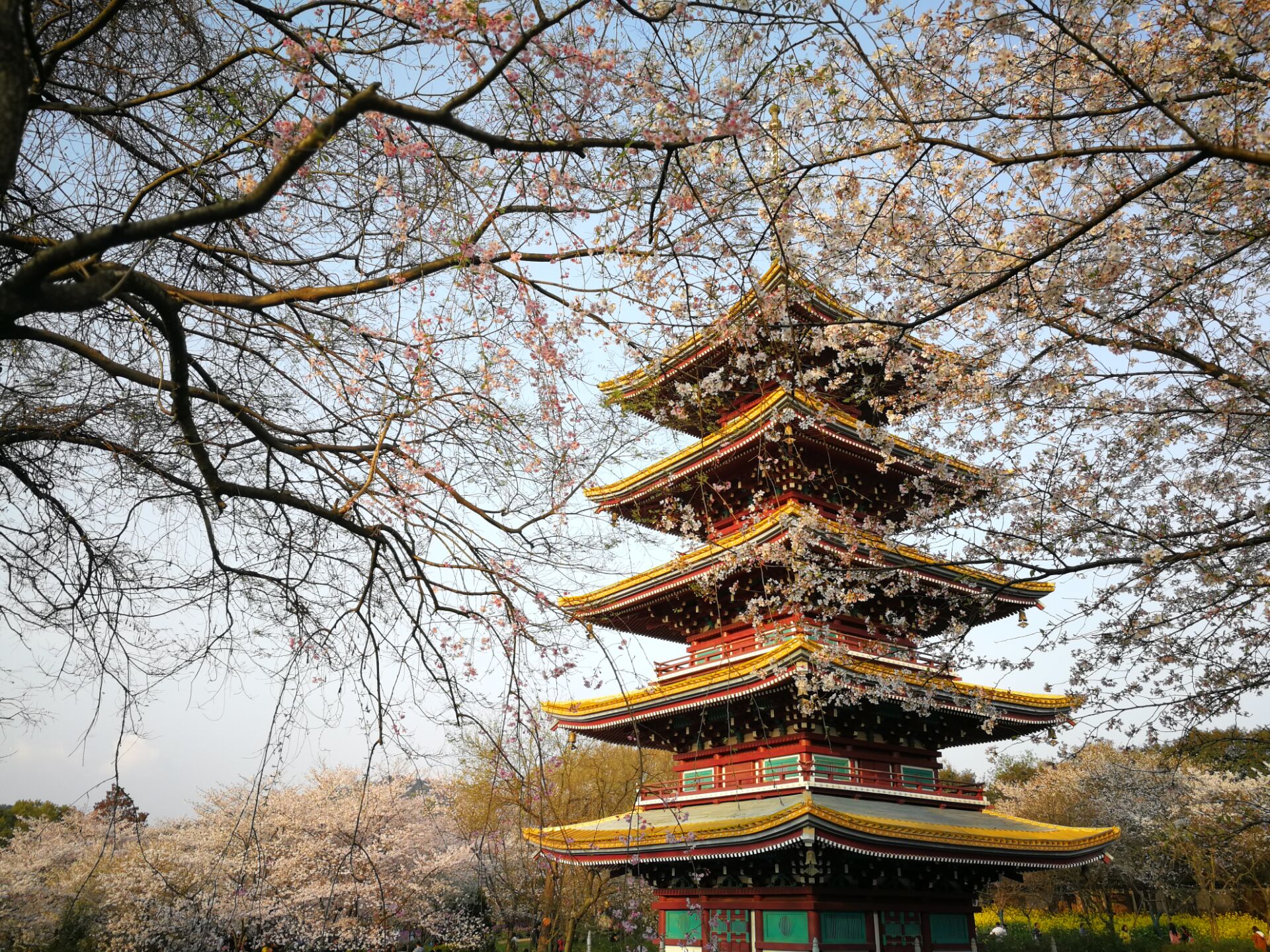  p>武汉东湖磨山樱园位于 a target="_blank" href="/item/东湖梅园