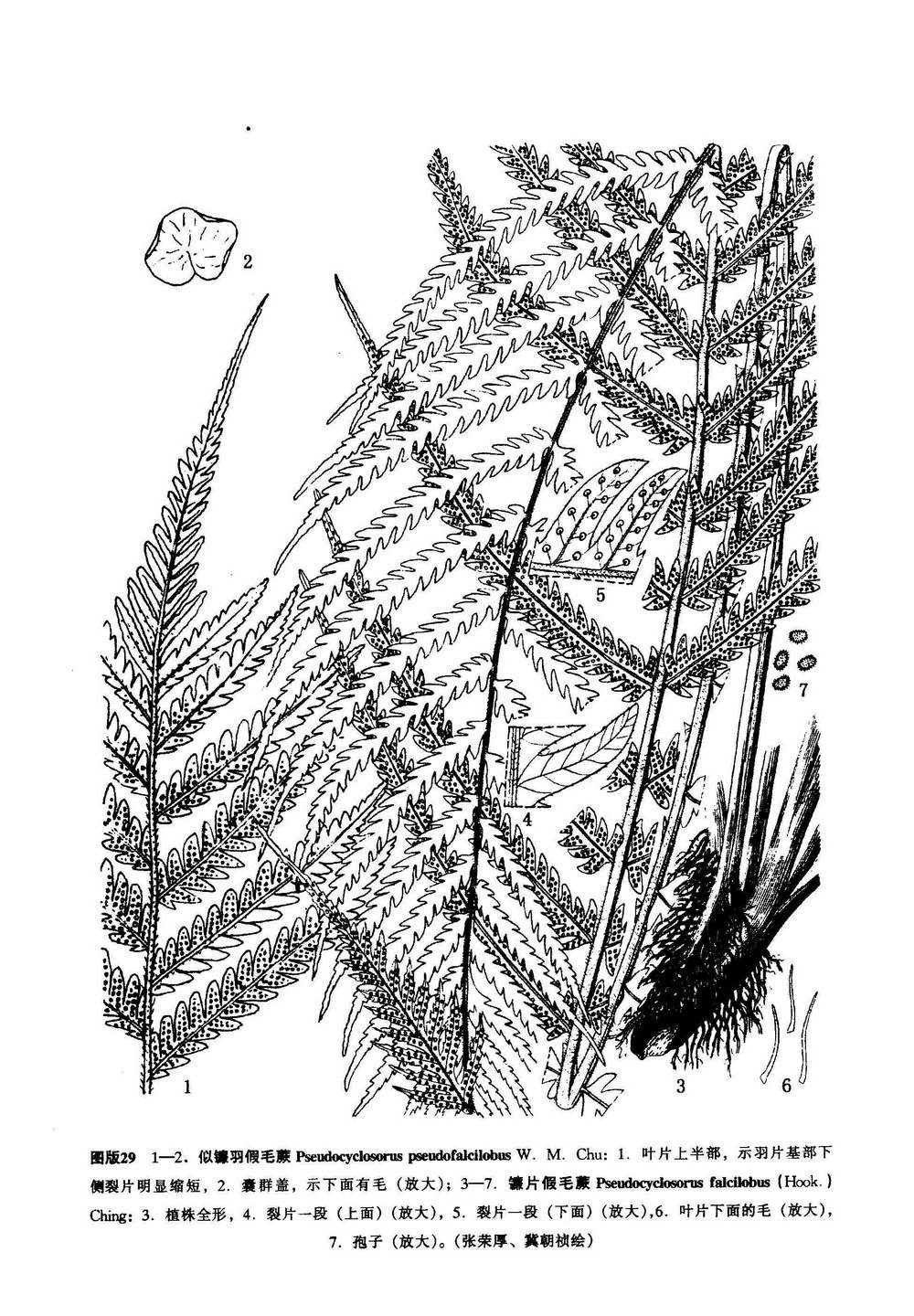 孢子囊群着生于侧脉中下部,靠近主脉,每裂片约8对;囊群盖圆肾形,棕色