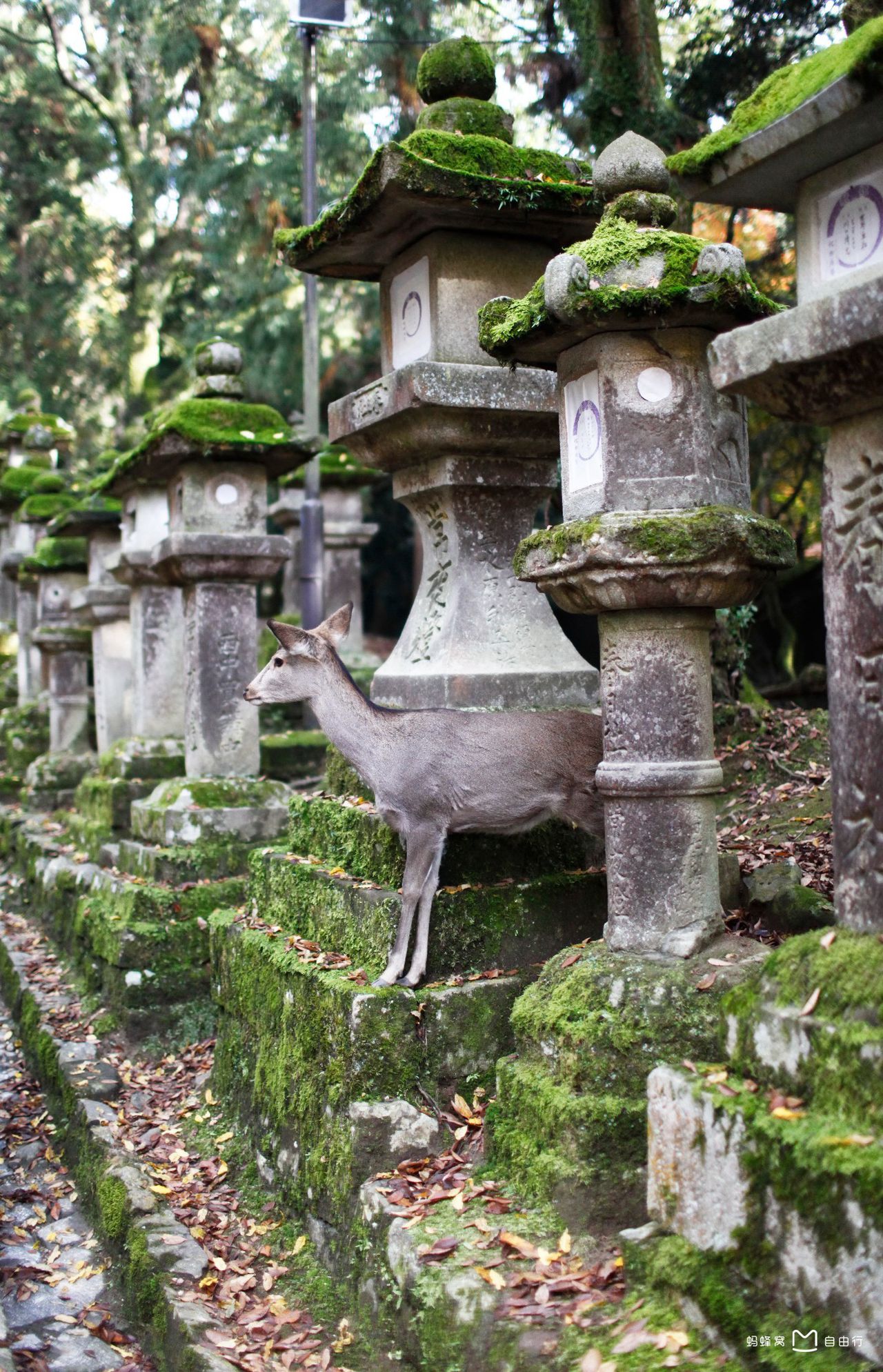 春日大社(かすがじんじゃ)是 a target="_blank" href="/item/奈良县