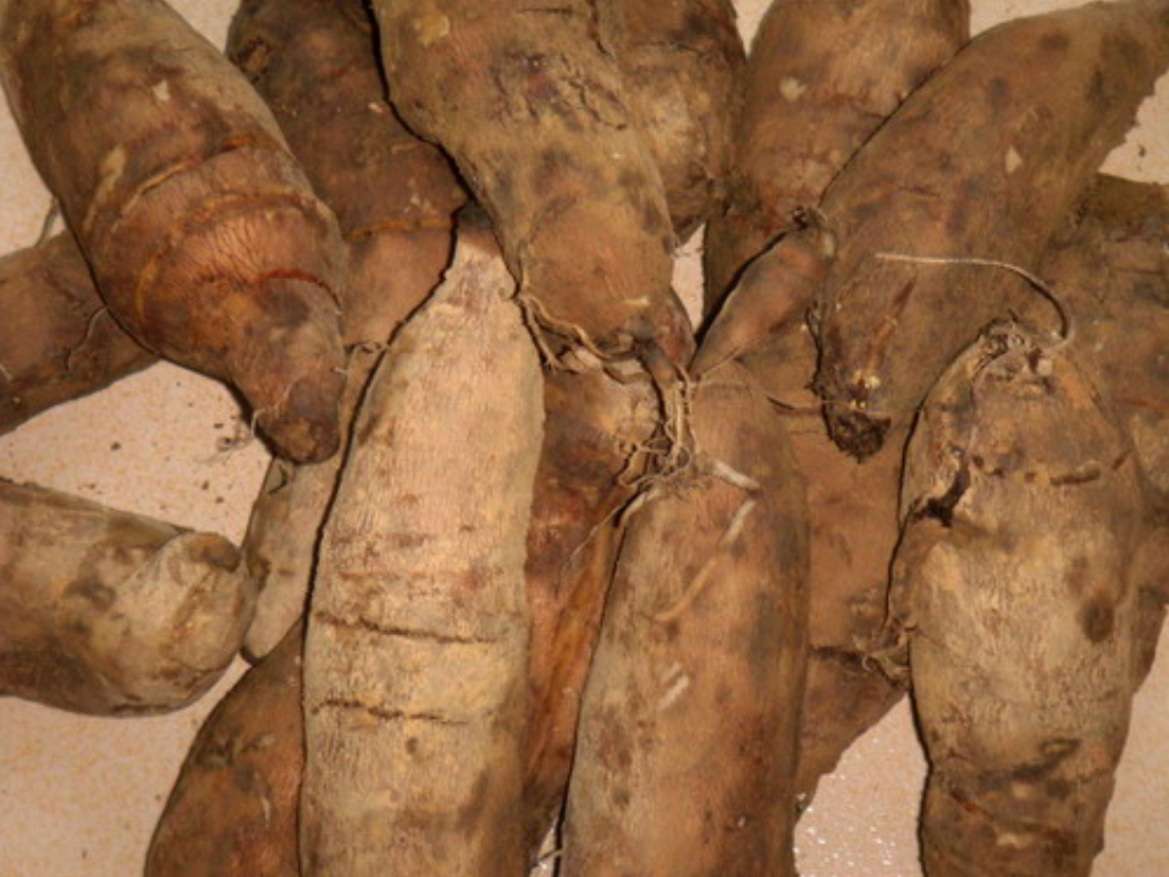  p>球花雪莲( i>saussurea globosa /i> chen in bull),为 a href="#"