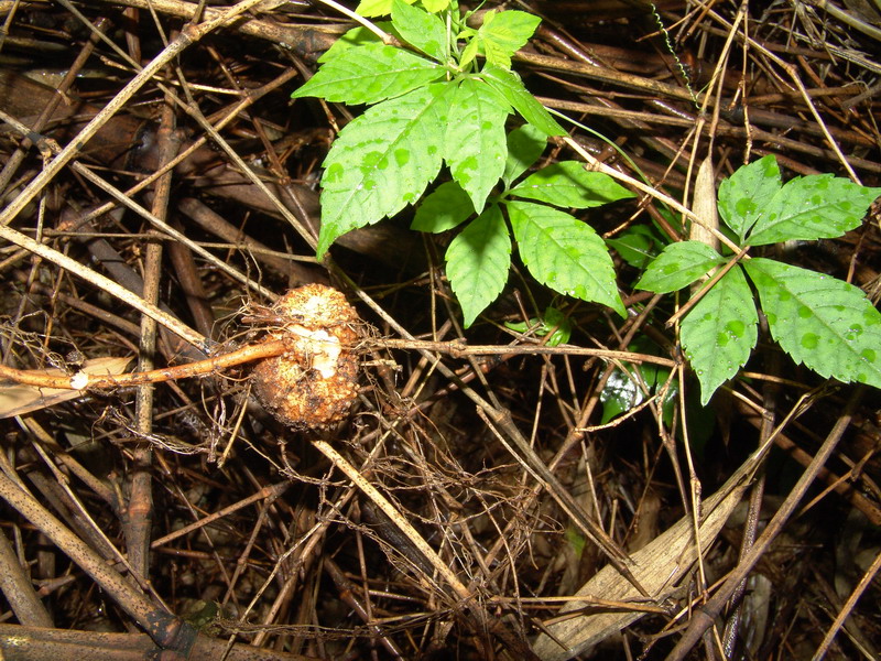  p>椭圆果雪胆,多年生攀援 a target="_blank" href="/item/草本