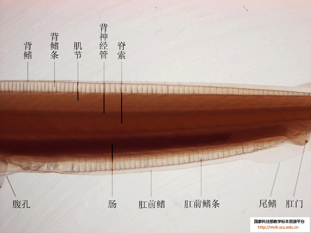  p>文昌鱼是文昌鱼属( i>branchiostoma /i>) a href="#" data-lemma