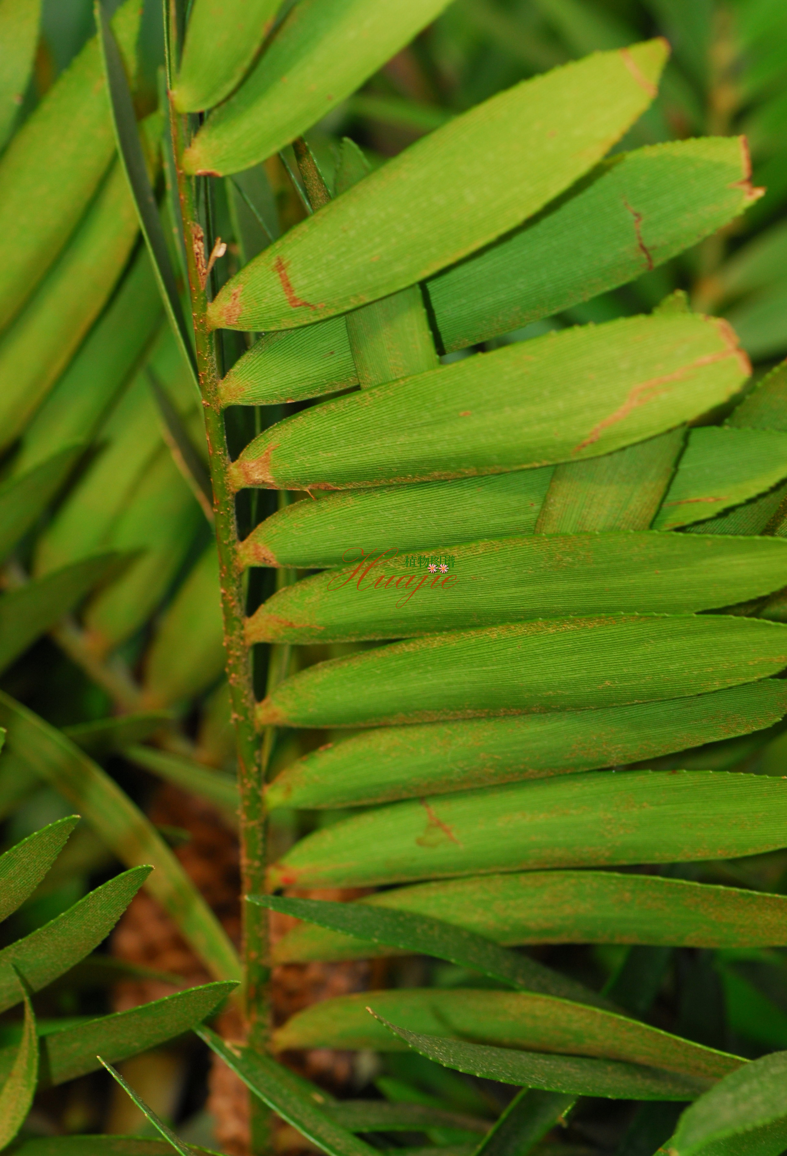  p>苏铁纲(拉丁文:cycadopsida)又称为铁树纲,是 a href="#" data