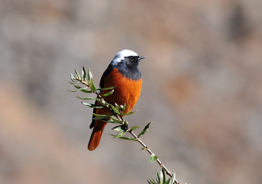  p>红腹红尾鸲(学名: i>phoenicurus erythrogastrus /i>)是鹟科,红尾