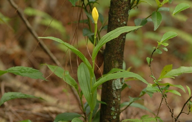 chen)是兰科,金佛山兰属地生 a target="_blank" href="/item/草本