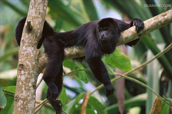 black-and-gold howler monkey
