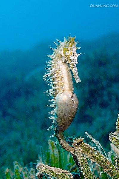  p>刺海马(学名: i>hippocampus histrix /i>)是海龙科,海马属动物.