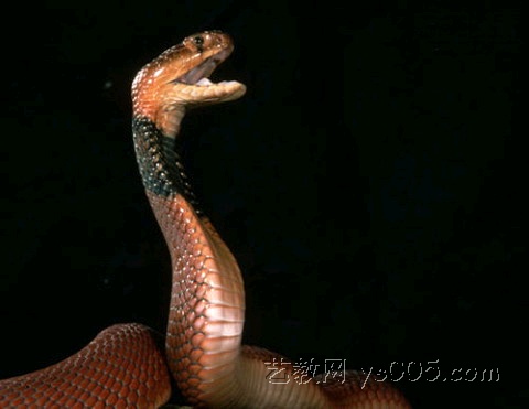 黑眼镜蛇