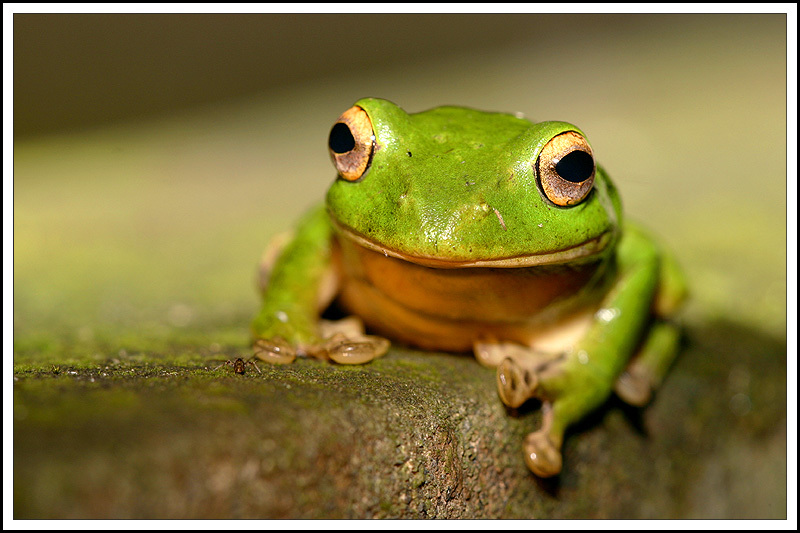  p>大头蛙(学名:rana kuhlii)为蛙科蛙属的两栖动物.