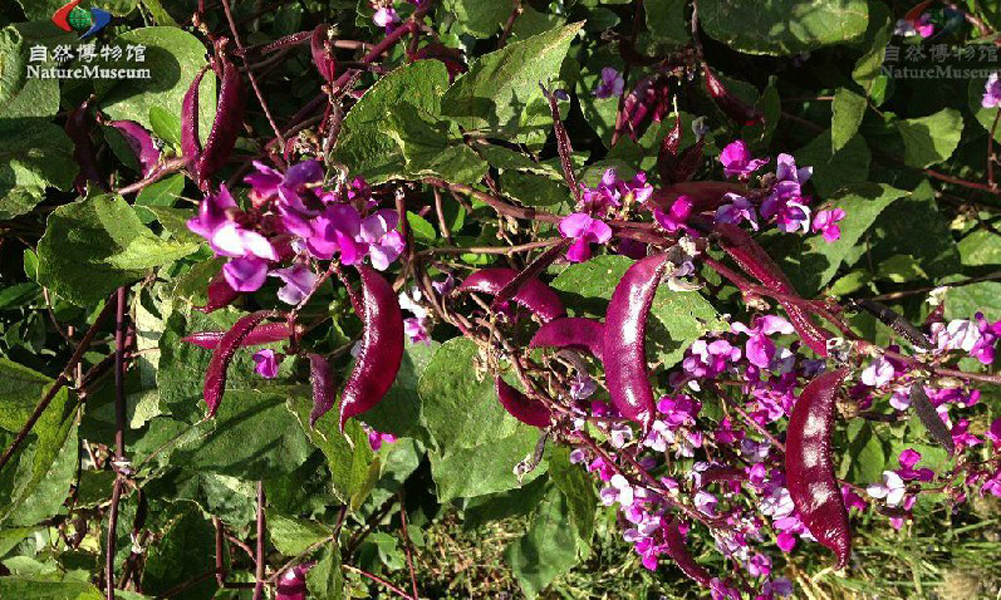  p>扁豆(学名: i>lablab purpureus /i> (linn.