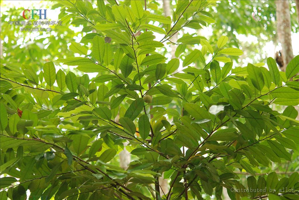  p>肉豆蔻属(学名:myristica gronov.