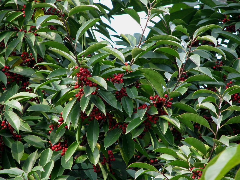  p>冬青(ilex chinensis sims):是 a target="_blank" href="/item/无