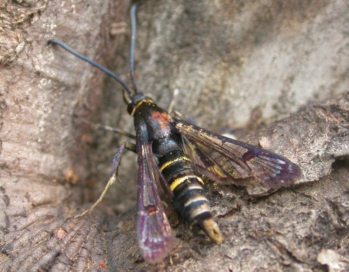  p>昆虫名,为鳞翅目, a href="#" data-lemmaid="6244658">透翅蛾科 